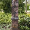 3) Bronzerose